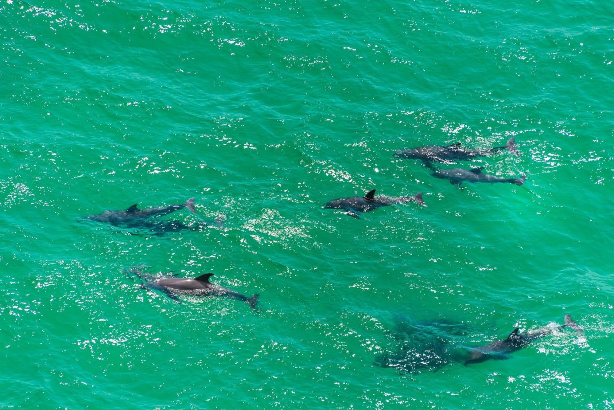 Calypso 1-608 East Aparthotel Panama City Beach Exteriör bild